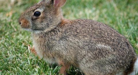 Eastern Cottontail