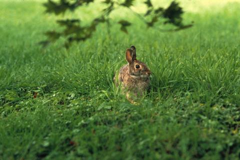 Eastern Cottontail