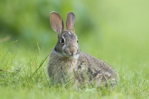 Easter cottontail