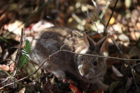 NE Cottontail